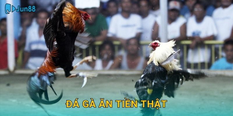 Đá Gà Ăn Tiền Thật Jun88 Sh – Thắng Lớn Mỗi Ngày