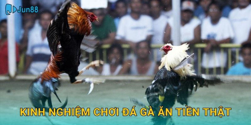 Kinh nghiệm chơi đá gà ăn tiền thật