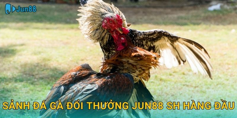 Sảnh đá gà đổi thưởng jun88 sh hàng đầu