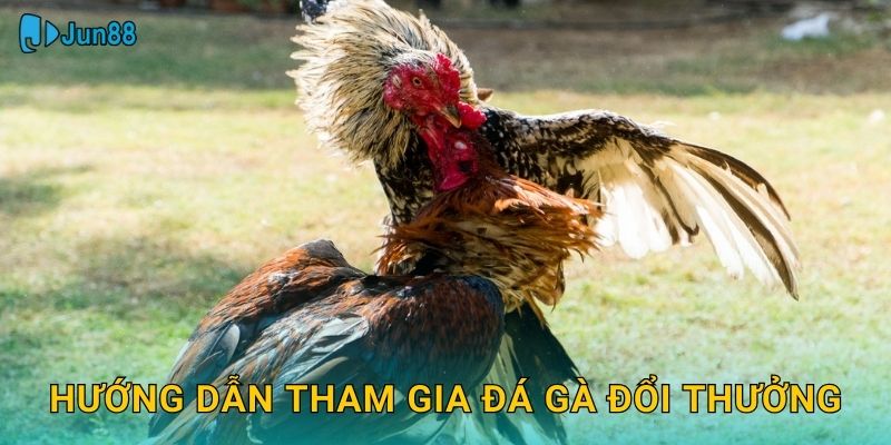 Hướng dẫn tham gia đá gà đổi thưởng