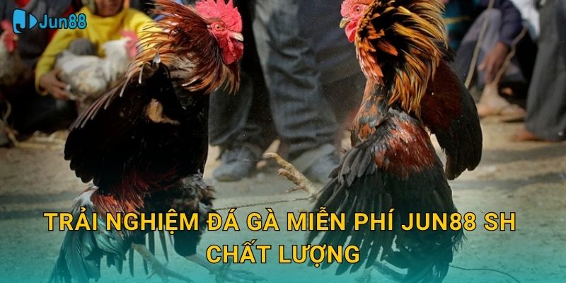 Trải nghiệm đá gà miễn phí jun88 sh chất lượng