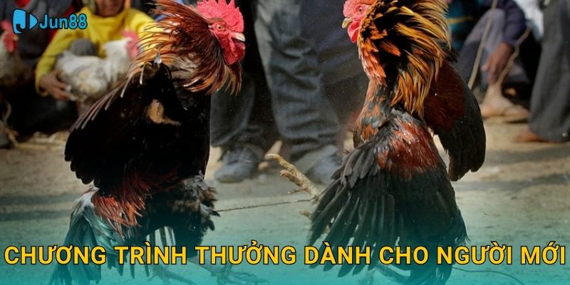 Chương trình thưởng dành cho người mới