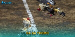 Đá Gà Thomo Jun88 Sh – Trường Gà Số 1 Philippines