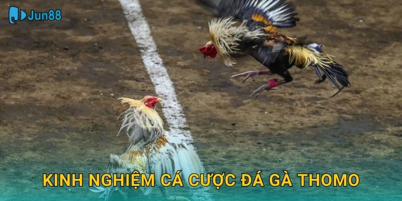 Kinh nghiệm cá cược đá gà Thomo