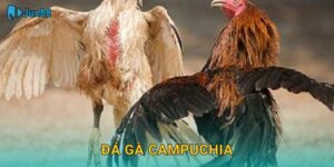 Đá Gà Campuchia Jun88 Sh – Kèo Chuẩn Châu Á