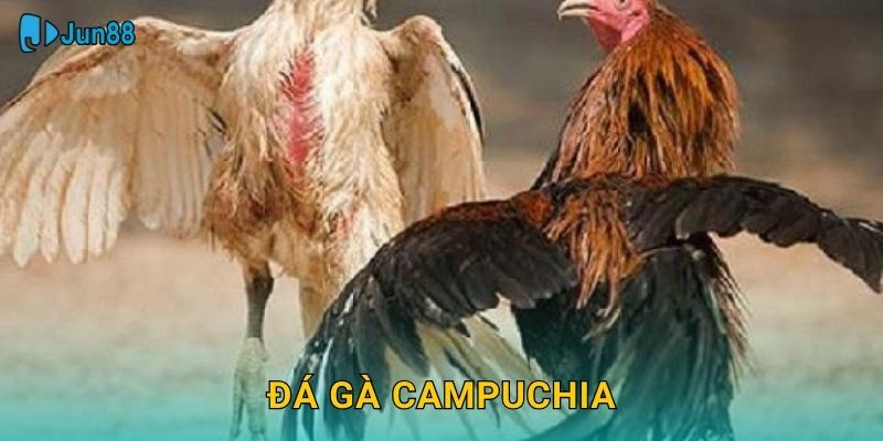 Đá Gà Campuchia Jun88 Sh – Kèo Chuẩn Châu Á