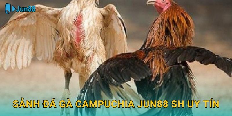 Sảnh đá gà campuchia jun88 sh uy tín