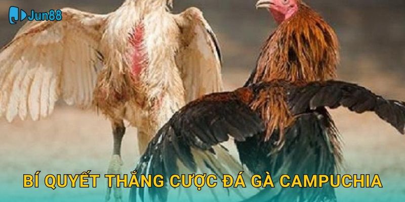 Bí quyết thắng cược đá gà Campuchia