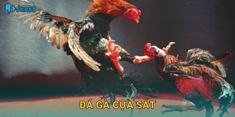 Đá Gà Cựa Sắt Jun88 Sh – Kịch Tính Tuyệt Đỉnh