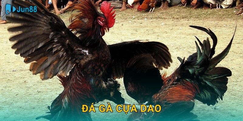 Đá Gà Cựa Dao Jun88 Sh – Sát Thương Cực Mạnh