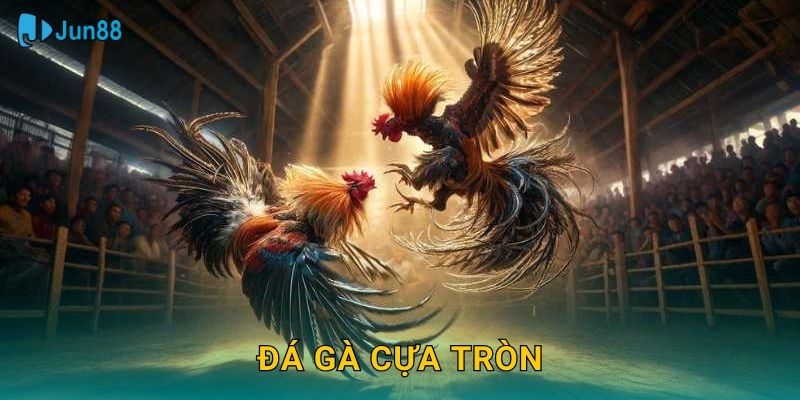 Đá Gà Cựa Tròn Jun88 Sh – An Toàn Hơn Cho Gà