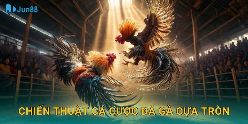 Chiến thuật cá cược đá gà cựa tròn