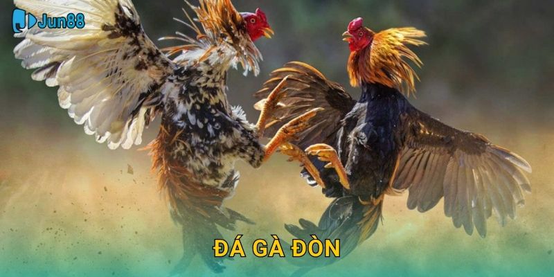 Đá Gà Đòn Jun88 Sh – Kỹ Thuật Quyết Định Thắng