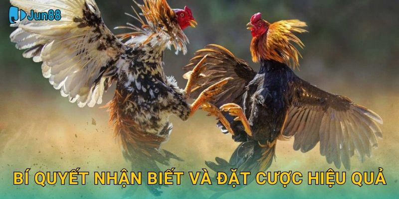 Bí quyết nhận biết và đặt cược hiệu quả