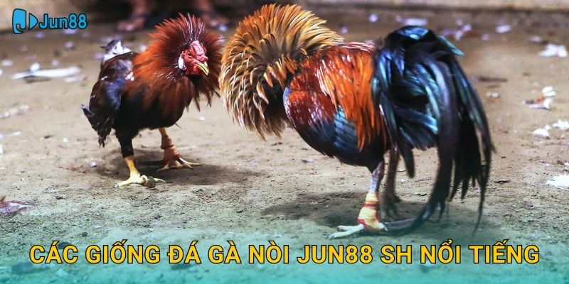 Các giống đá gà nòi jun88 sh nổi tiếng