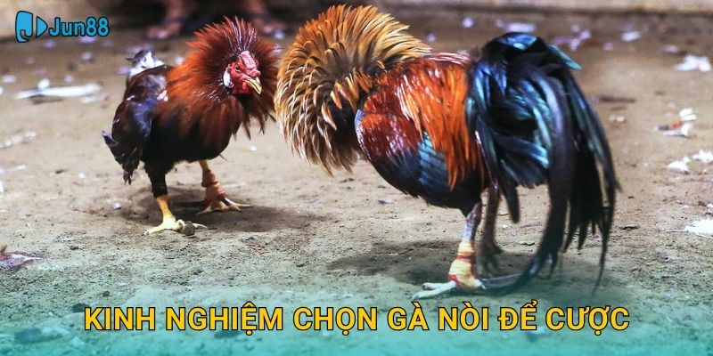 Kinh nghiệm chọn gà nòi để cược