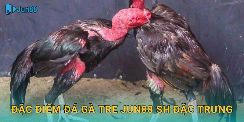 Đá Gà Tre Jun88 Sh - Gà Chọi Truyền Thống Việt 2 Đặc điểm đá gà tre jun88 sh đặc trưng