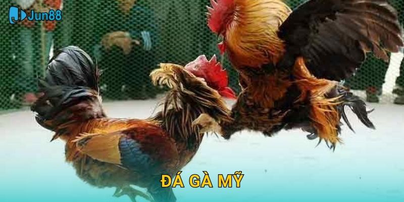 Đá Gà Mỹ Jun88 Sh – Giống Gà Chiến Đẳng Cấp