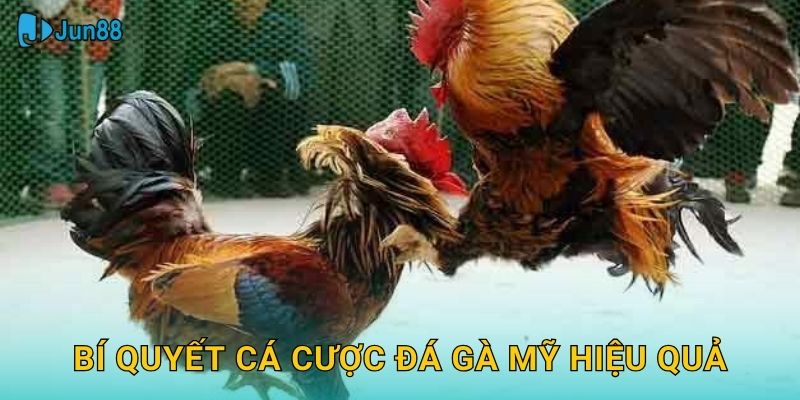 Bí quyết cá cược đá gà Mỹ hiệu quả