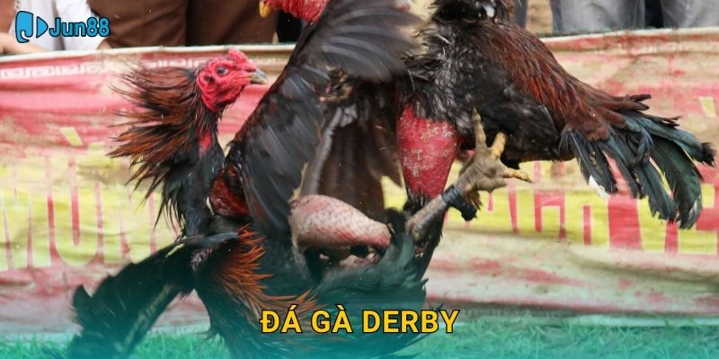 Đá Gà Derby Jun88 Sh – Giải Đấu Đỉnh Cao