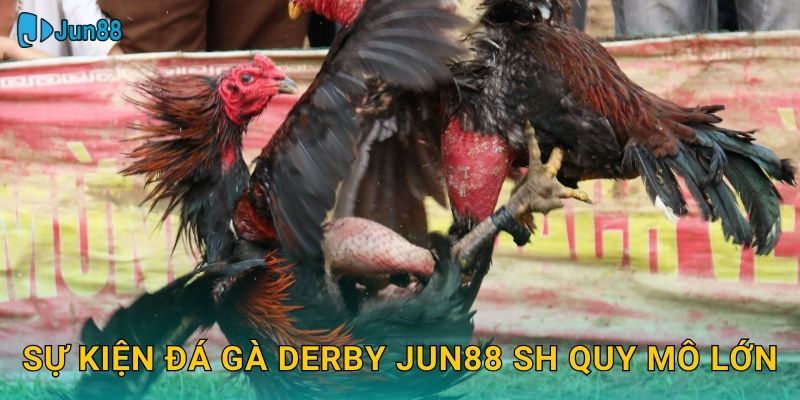 Sự kiện đá gà derby jun88 sh quy mô lớn