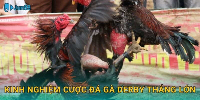 Kinh nghiệm cược đá gà derby thắng lớn