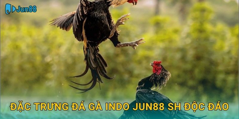 Đặc trưng đá gà indo jun88 sh độc đáo