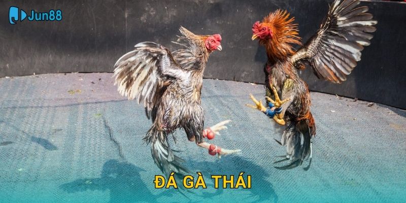 Đá Gà Thái Jun88 Sh – Sức Mạnh Thái Lan