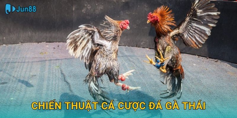 Chiến thuật cá cược đá gà Thái