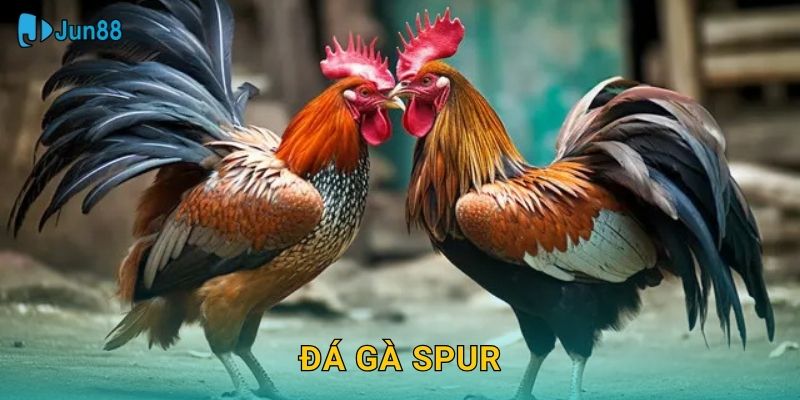 Đá Gà Spur Jun88 Sh – Cựa Nhọn Chuẩn Quốc Tế