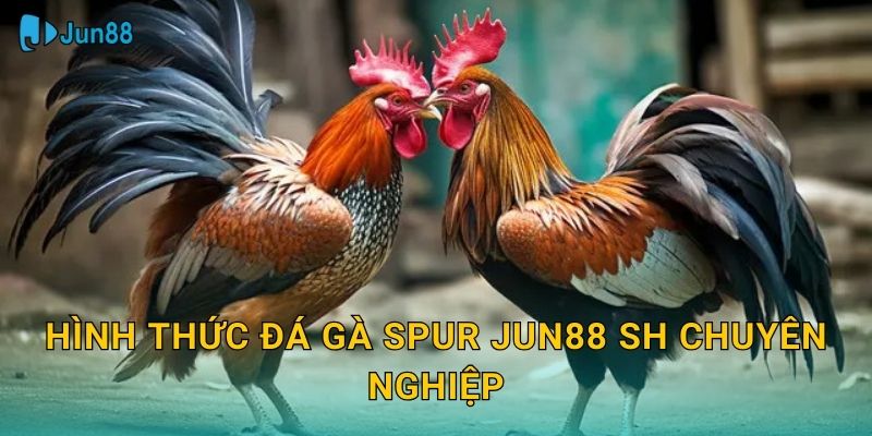Hình thức đá gà spur jun88 sh chuyên nghiệp