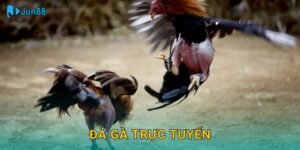 Đá Gà Trực Tuyến Jun88 Sh – Kịch Tính Mọi Trận