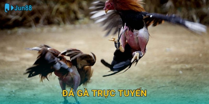 Đá Gà Trực Tuyến Jun88 Sh – Kịch Tính Mọi Trận