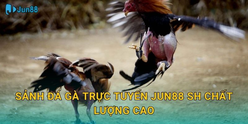 Sảnh đá gà trực tuyến jun88 sh chất lượng cao