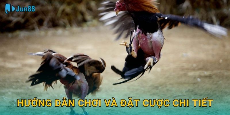 Hướng dẫn chơi và đặt cược chi tiết
